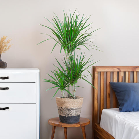 Combi deal - Dracaena Marginata