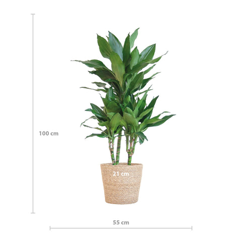 Combi deal - Dracaena Janet Lindt