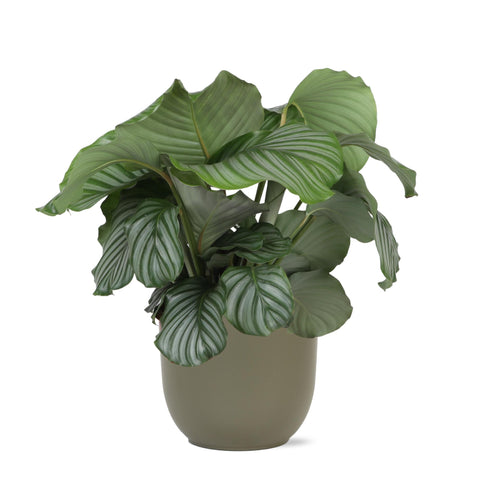 Combi deal - Calathea Orbifolia