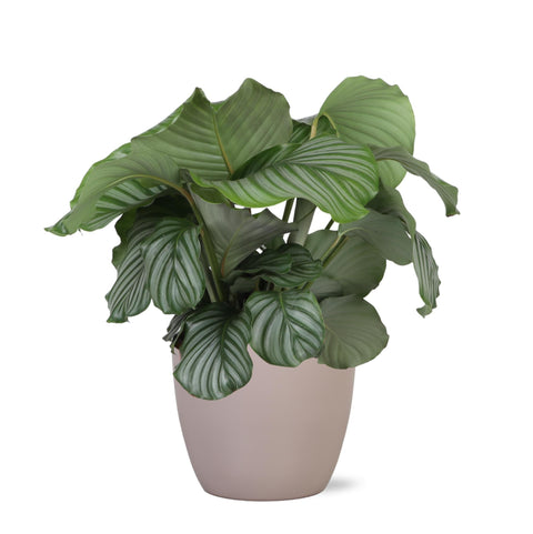 Combi deal - Calathea Orbifolia