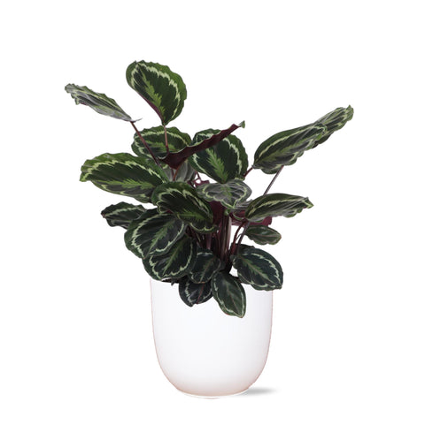 Combi deal - Calathea Medaillon