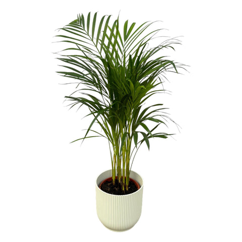 Combi deal - Areca palm (L)