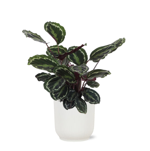 Combi deal - Calathea Medaillon