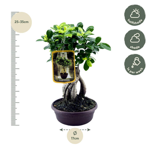 Ficus Microcarpa Ginseng