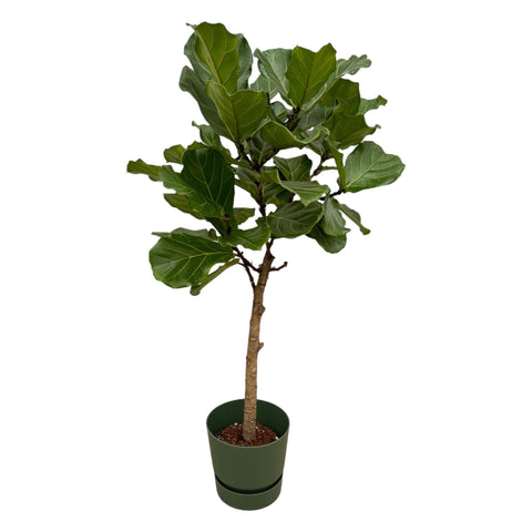 Combi deal - Ficus Lyrata stam