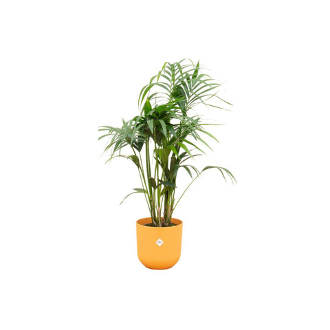 Combi deal - Kentia palm XXL