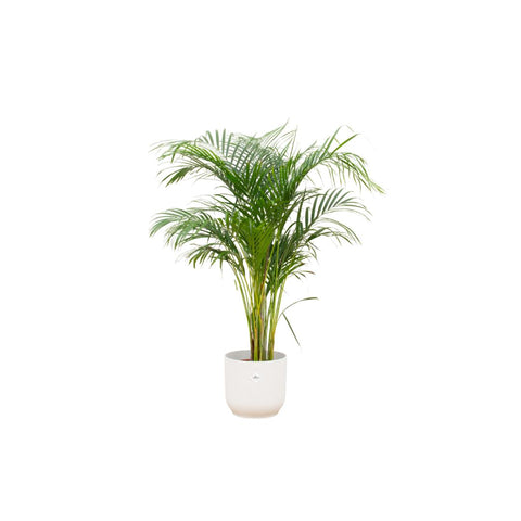 Combi deal - Areca palm (XL)