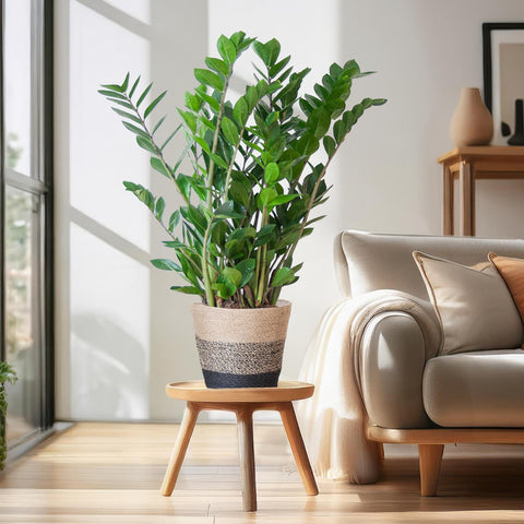 Combi deal - Zamioculcas Zamiifolia