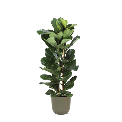 Combi deal - Ficus Lyrata