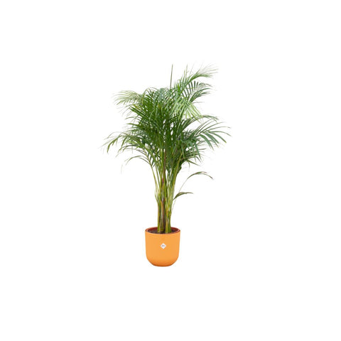 Combi deal - Areca palm (XL)