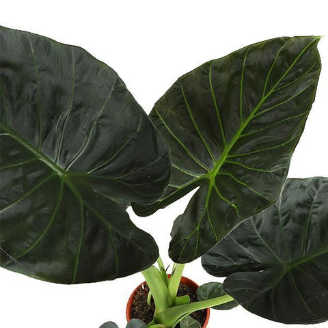 Combi deal - Alocasia Regal Shield