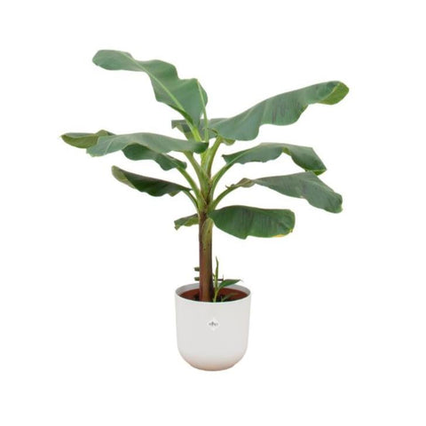 Combi deal - Bananenplant (Musa)