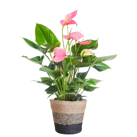 Combi deal - Anthurium Pink explosion