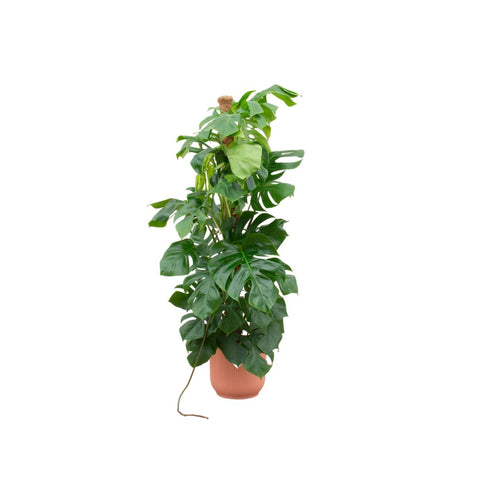 Combi deal - Monstera Pertusum XL