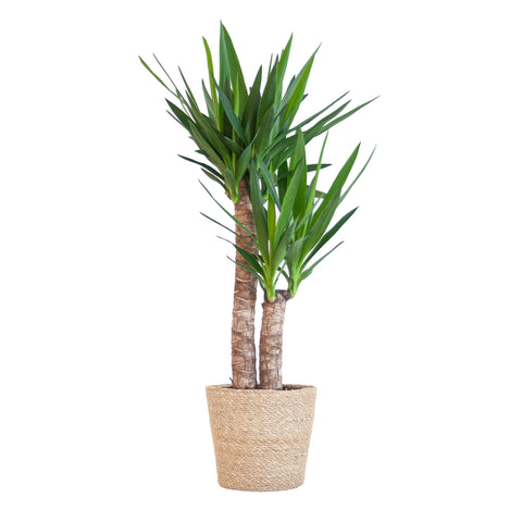 Combi deal - Yucca Elephantipes