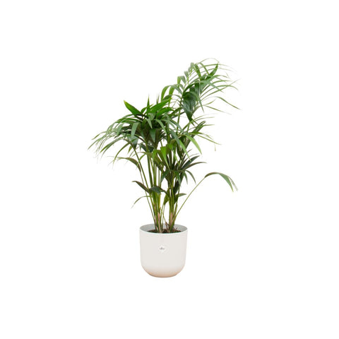 Combi deal - Kentia palm XXL