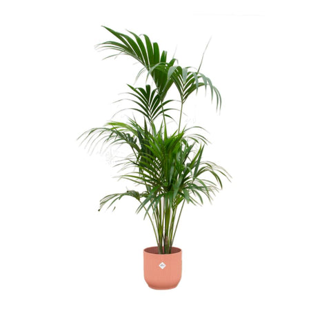 Combi deal - Kentia palm XXL