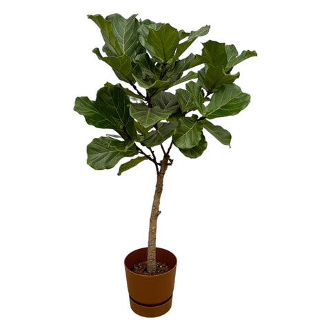 Combi deal - Ficus Lyrata stam