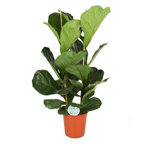 Ficus Lyrata - Ø24cm - ↕120cm