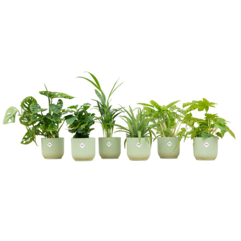 Verrassingsbox - 6 planten inclusief luxe pot Ø14