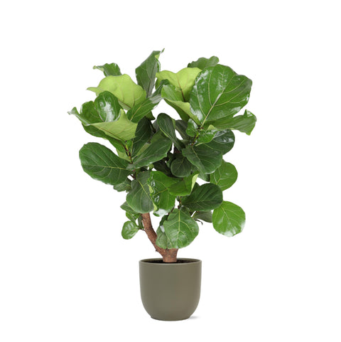 Combi deal - Ficus Lyrata (vertakt)