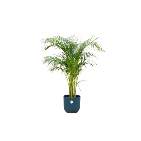 Combi deal - Areca palm (XL)