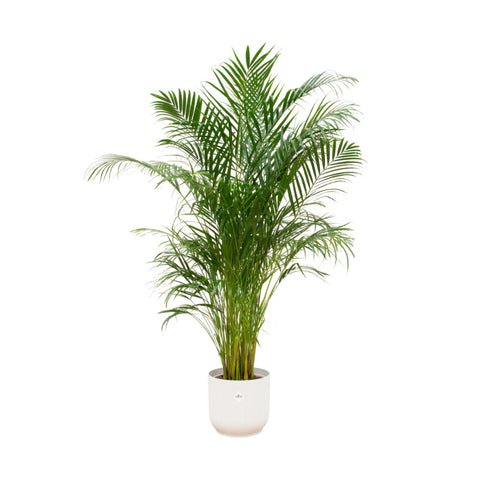 Combi deal - Areca palm (XL)