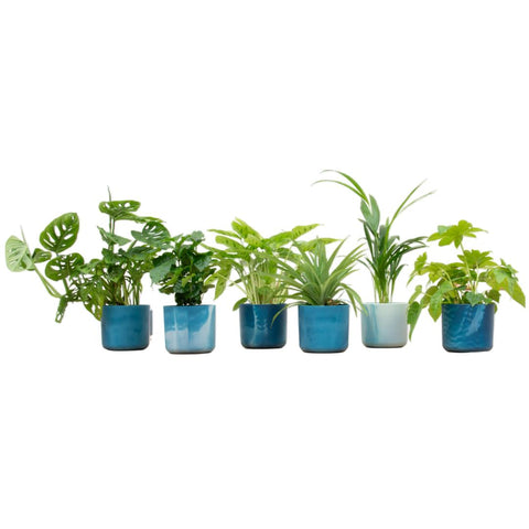 Verrassingsbox - 6 planten inclusief luxe pot Ø14