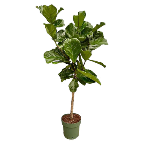 Ficus Lyrata stam - Ø27 - 160 cm