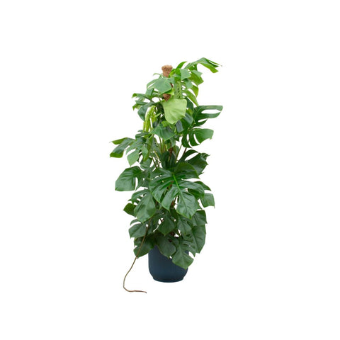 Combi deal - Monstera Pertusum XL