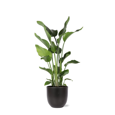 Combi deal - Strelitzia Nicolai