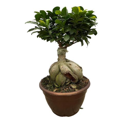 Ficus Microcarpa Ginseng