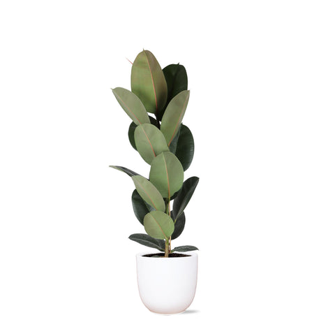 Combi deal - Ficus Elastica Robusta