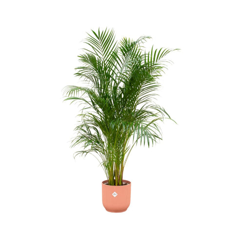 Combi deal - Areca palm (XL)