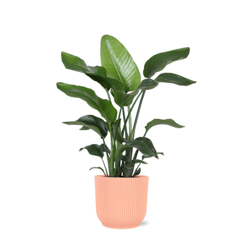 Combi deal - Strelitzia Nicolai