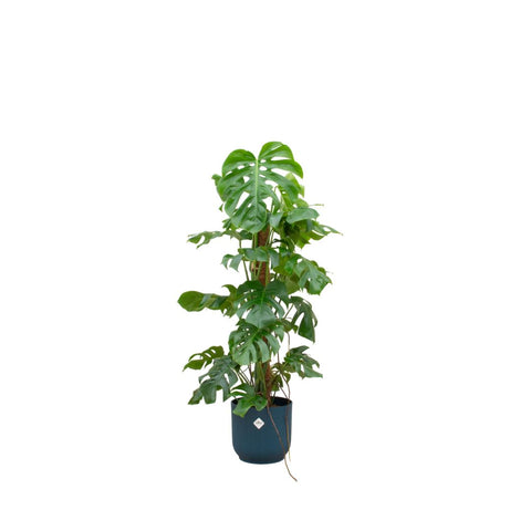 Combi deal - Monstera Pertusum XL