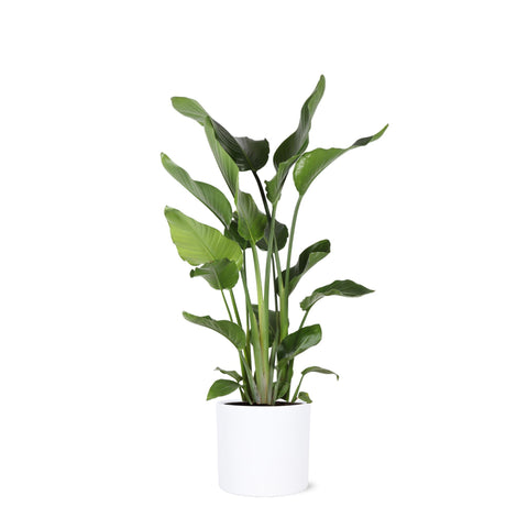 Combi deal - Strelitzia Nicolai