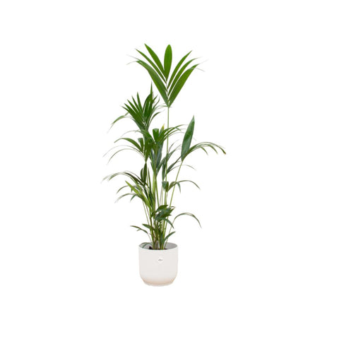 Combi deal - Kentia palm XXL