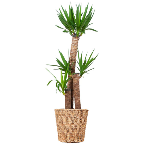 Combi deal - Yucca XL