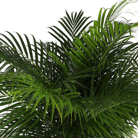 Combi deal - Dypsis Lutescens (Areca Palm)