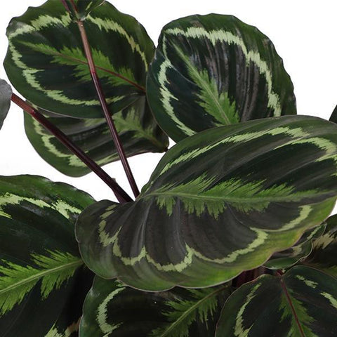 Combi deal - Calathea Medaillon