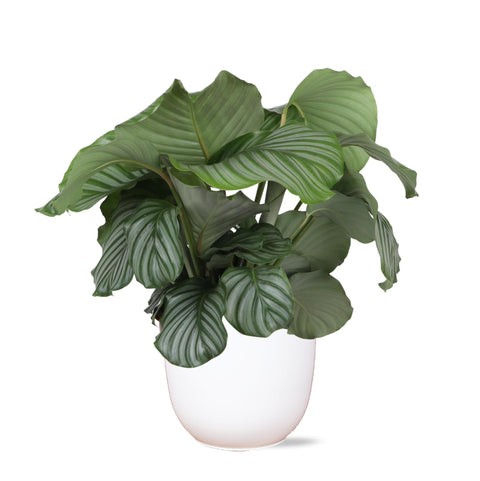 Combi deal - Calathea Orbifolia