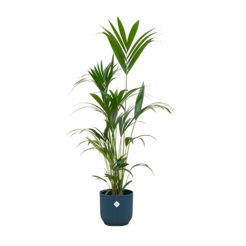 Combi deal - Kentia palm XXL