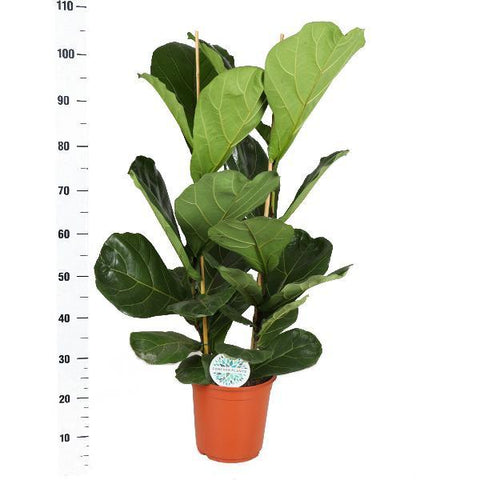 Ficus Lyrata - Ø24cm - ↕120cm