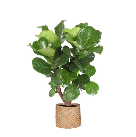 Combi deal - Ficus Lyrata (vertakt)