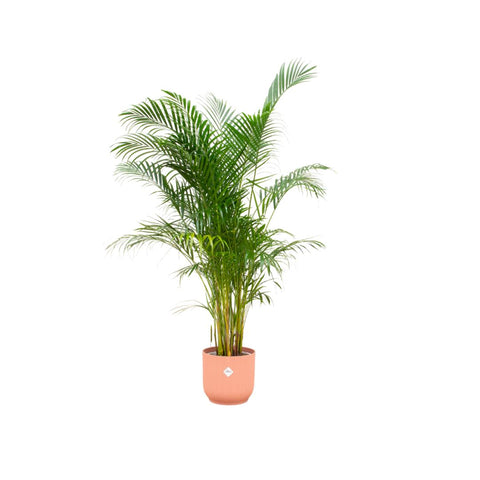 Combi deal - Areca palm (XL)