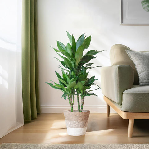 Combi deal - Dracaena Janet Lindt