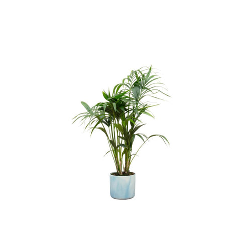 Combi deal - Kentia palm XXL