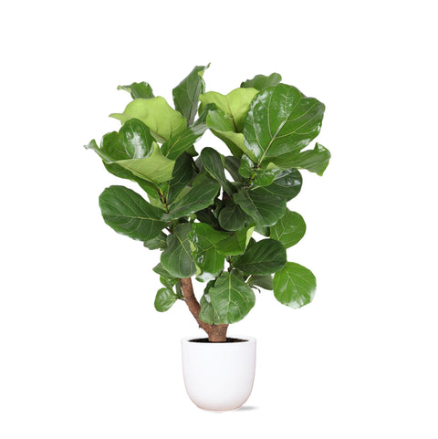 Combi deal - Ficus Lyrata (vertakt)