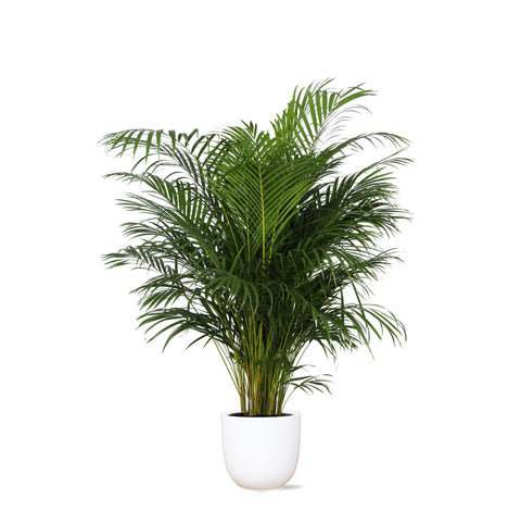 Combi deal - Dypsis Lutescens (Areca Palm)